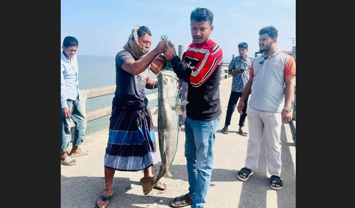 বড়শিতে ধরা পড়া কোরাল ২৫ হাজার টাকায় বিক্রি