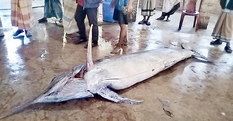 ৫ মণের ‘পাখি মাছ’ মাত্র ১৫ হাজার টাকায় বিক্রি