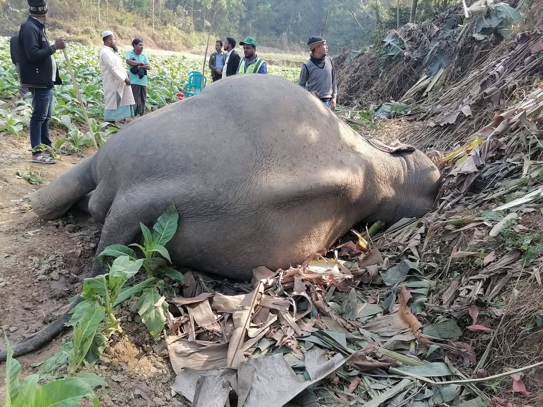 কক্সবাজারে আবারো হাতির মৃত্যু